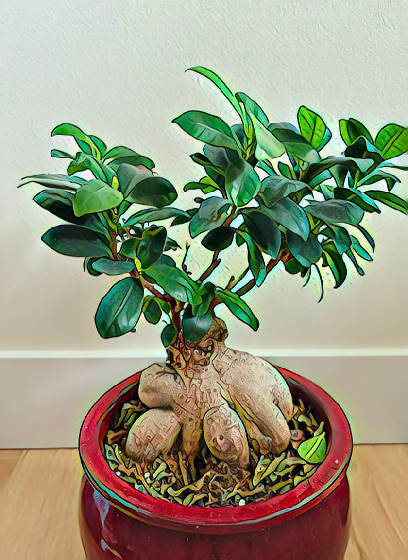 The rotting bonsai ficus