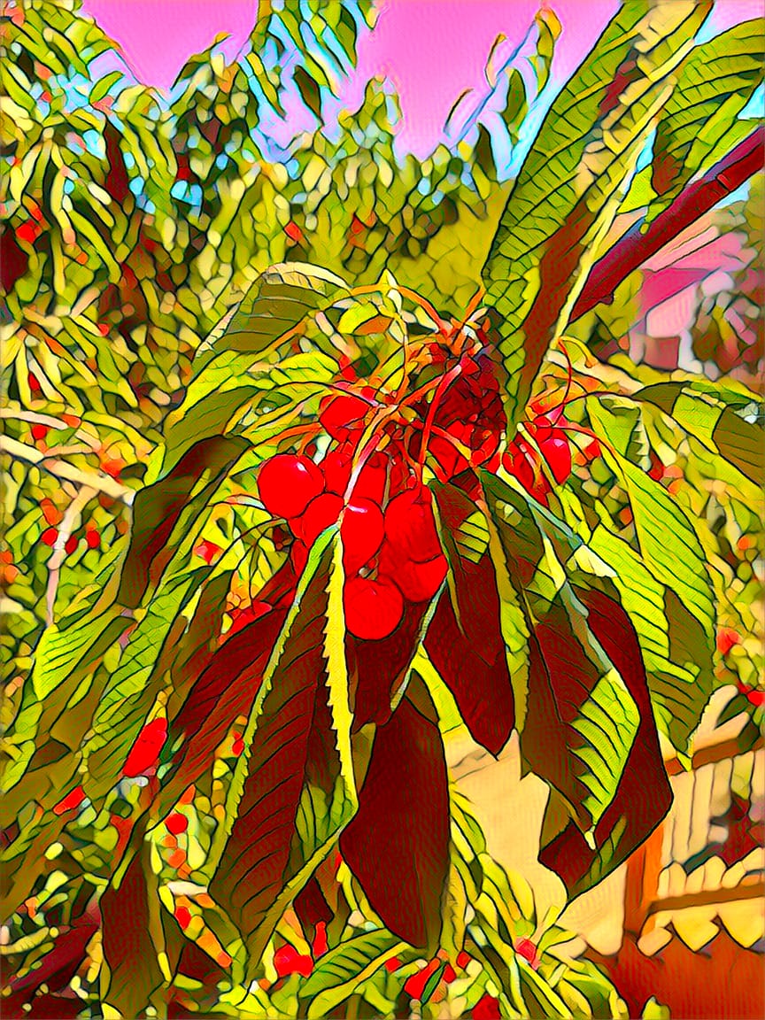 my cherry tree and its summer memories