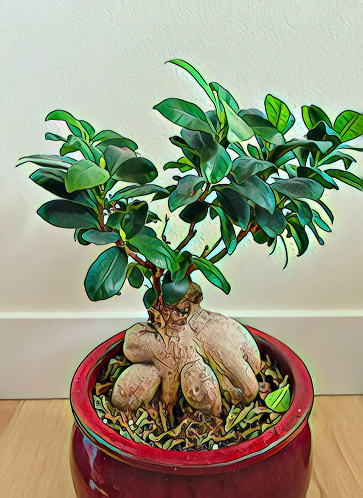 The rotting bonsai ficus